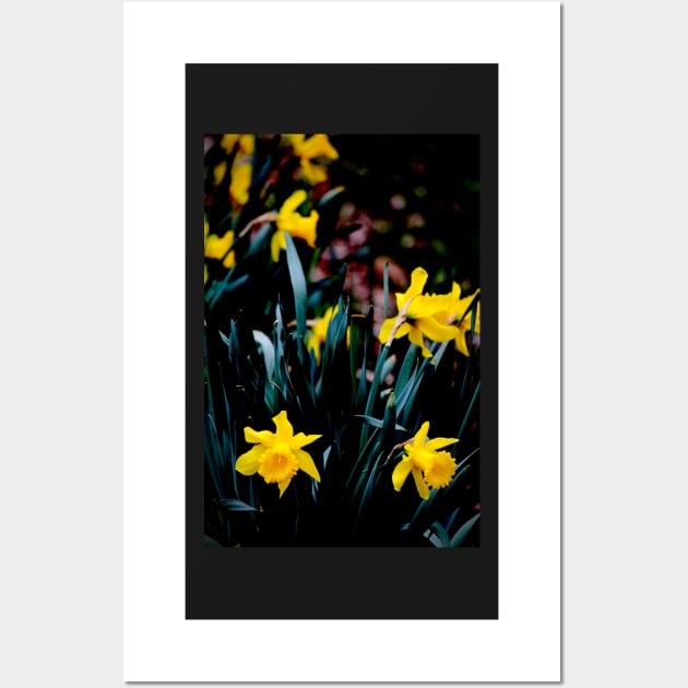 Daffodil Blooms #2 Wall Art by photoclique